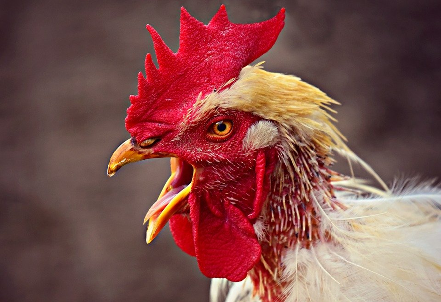 O que significa sonhar com frango? - Interpretação de sonhos