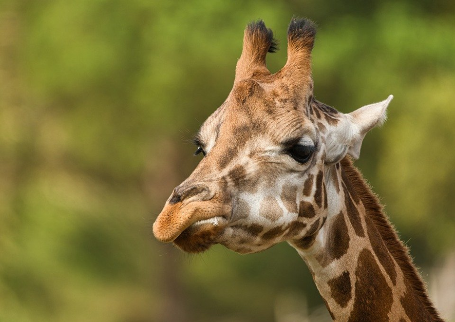 O que significa sonhar com girafa? - Interpretação de sonhos