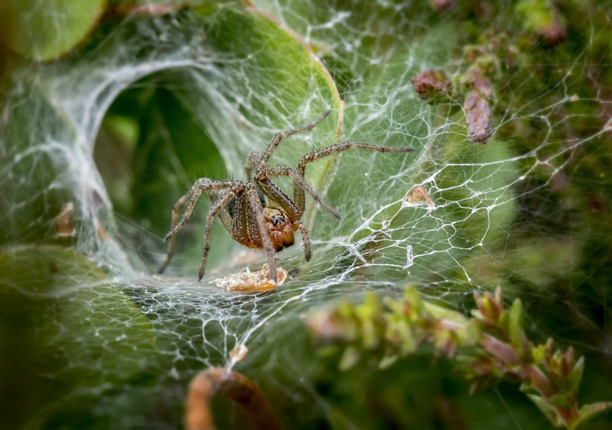 O que significa sonhar com aranha? - Interpretação de sonhos
