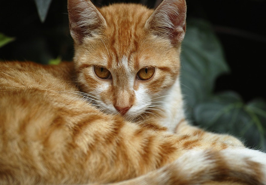 O que significa sonhar com gato amarelo? - Interpretação de sonhos